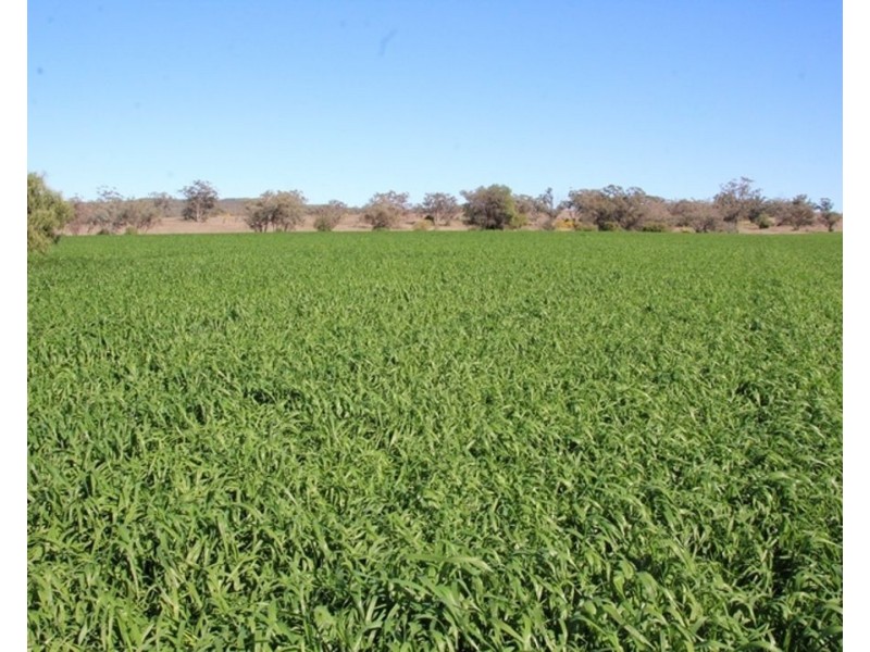 607 Fairfield Road, Boggabri NSW 2382