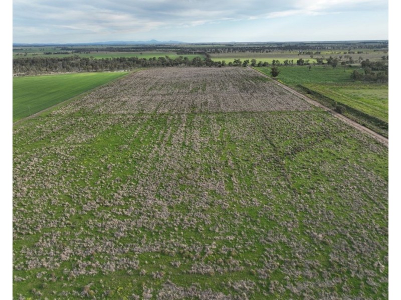 Lone Oak, Moree NSW 2400