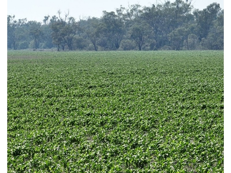 Boronga, Boomi NSW 2405