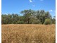 Boronga, Boomi NSW 2405