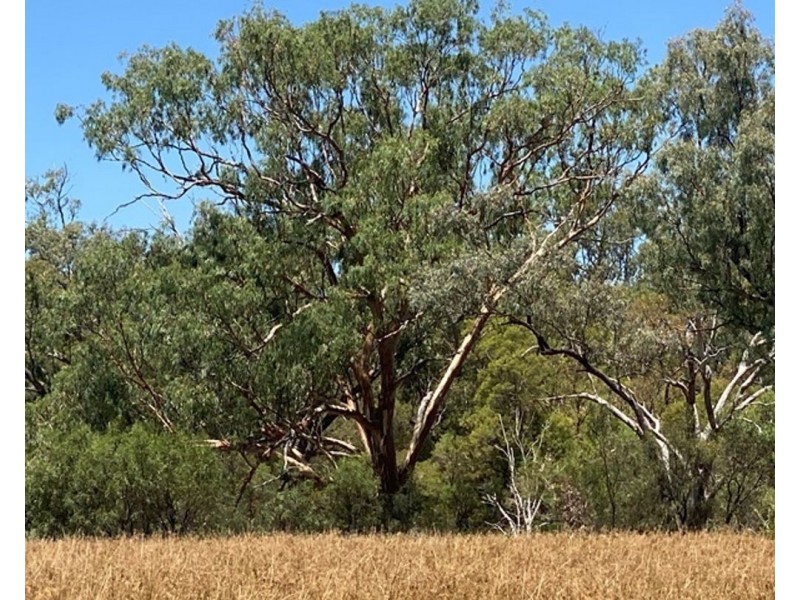 Boronga, Boomi NSW 2405