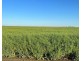 “NUNKERI” & “LOCH LOMOND”, Walgett NSW 2832