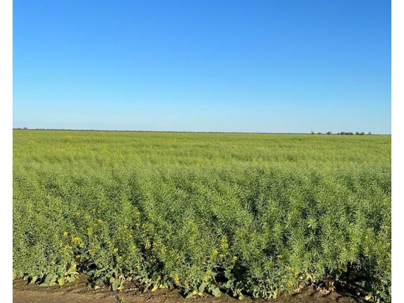 “NUNKERI” & “LOCH LOMOND”, Walgett NSW 2832