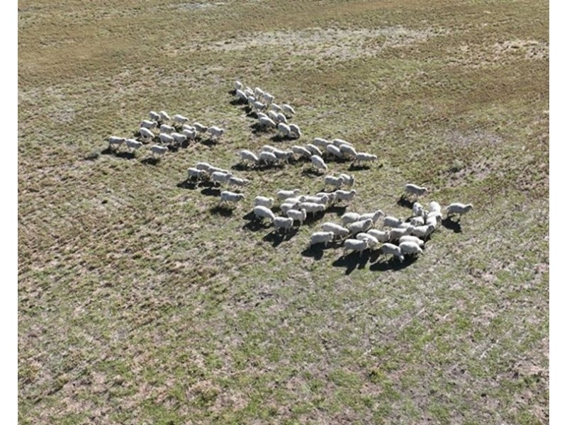 Dowra, Moree NSW 2400