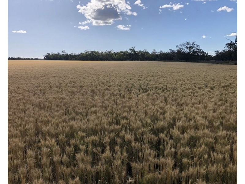 Dowra, Moree NSW 2400