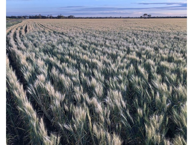 Dowra, Moree NSW 2400