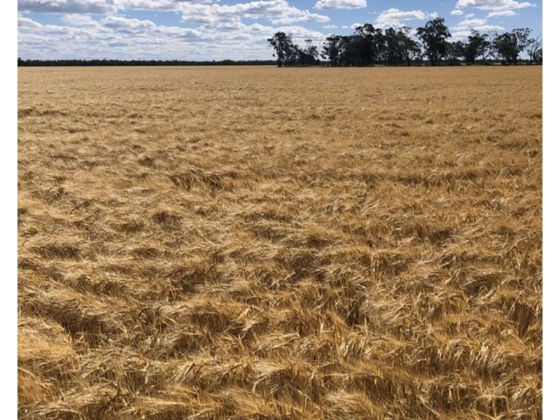 Dowra, Moree NSW 2400