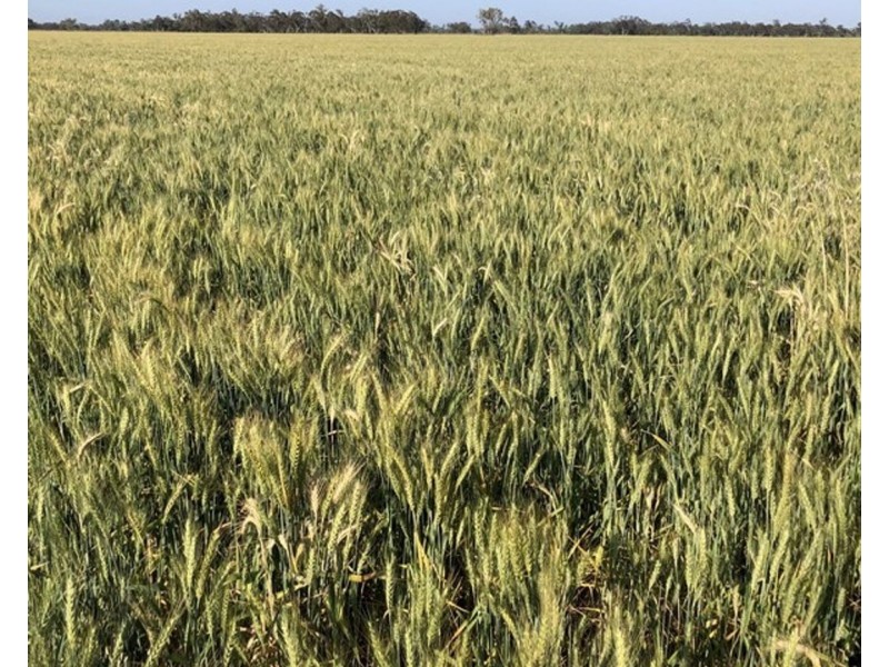 Dowra, Moree NSW 2400