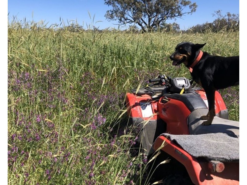 Dowra, Moree NSW 2400