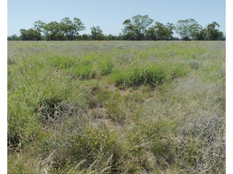 Collarenebri NSW 2833