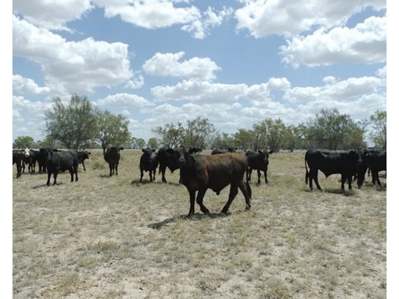 Collarenebri NSW 2833