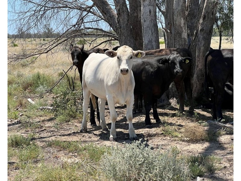 Collarenebri NSW 2833