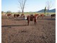 Kiaora, Gravesend NSW 2401