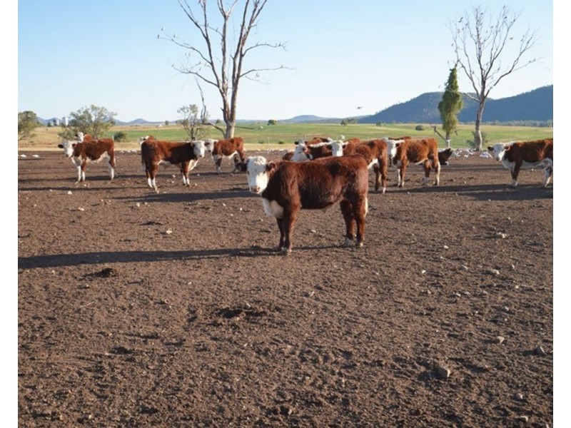 Kiaora, Gravesend NSW 2401