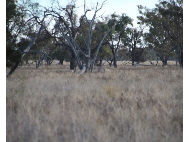 Dungalear South, Walgett NSW 2832