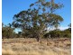Dungalear South, Walgett NSW 2832