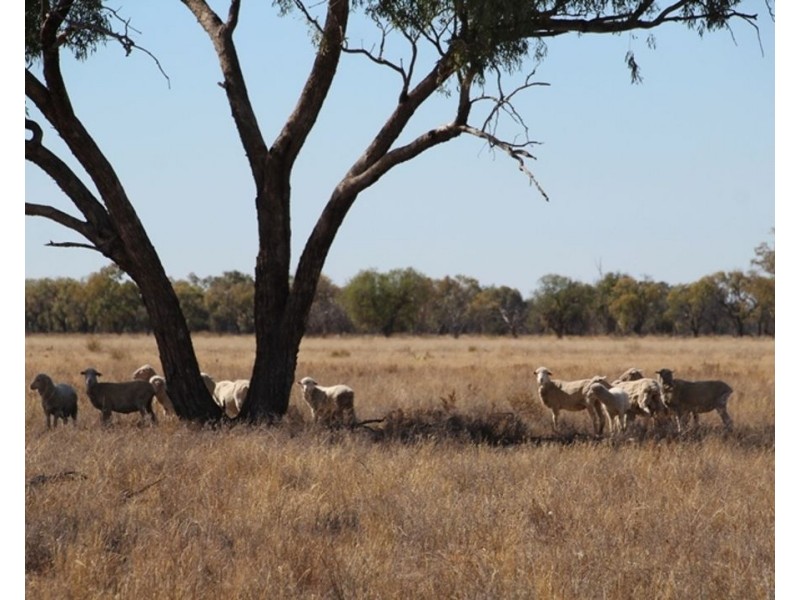 Dungalear South, Walgett NSW 2832