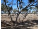 Dungalear South, Walgett NSW 2832