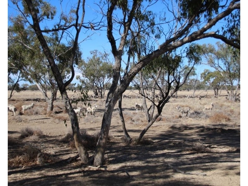 Dungalear South, Walgett NSW 2832