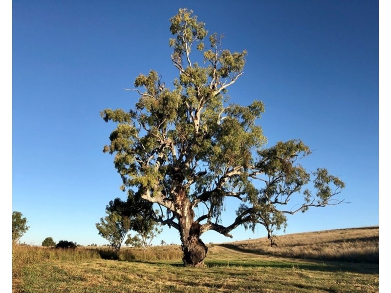 Pine Hills, Warialda NSW 2402