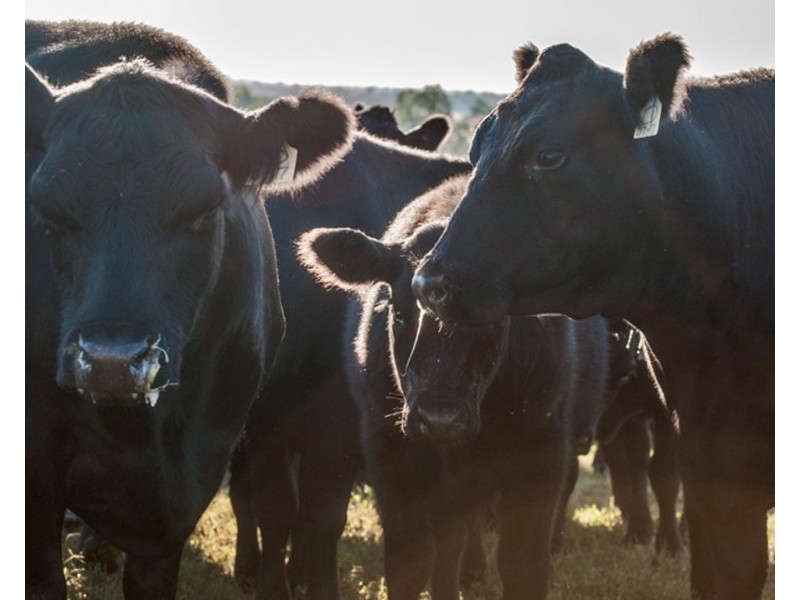 Pine Hills, Warialda NSW 2402