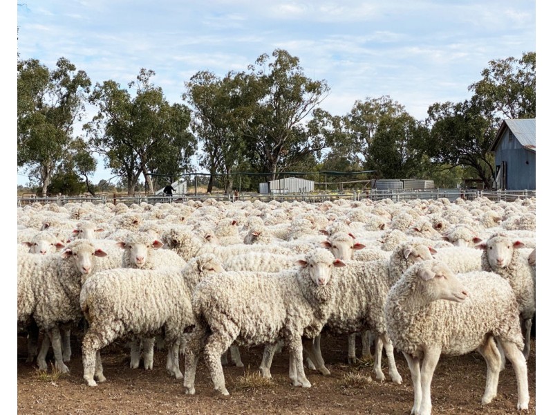 Eural Aggregation, Boomi NSW 2405