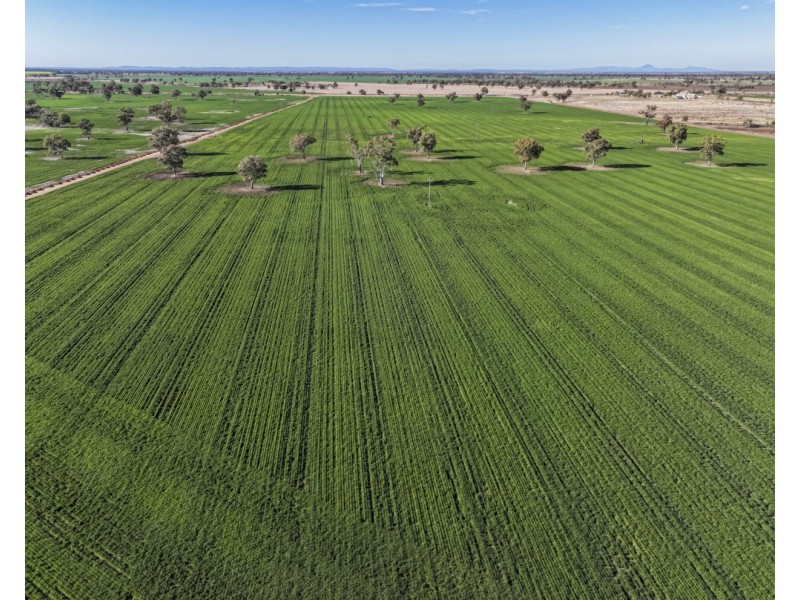 22553 Newell Hwy, Moree NSW 2400