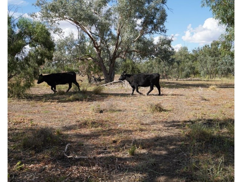 Stoney Ridge, Brewarrina NSW 2839