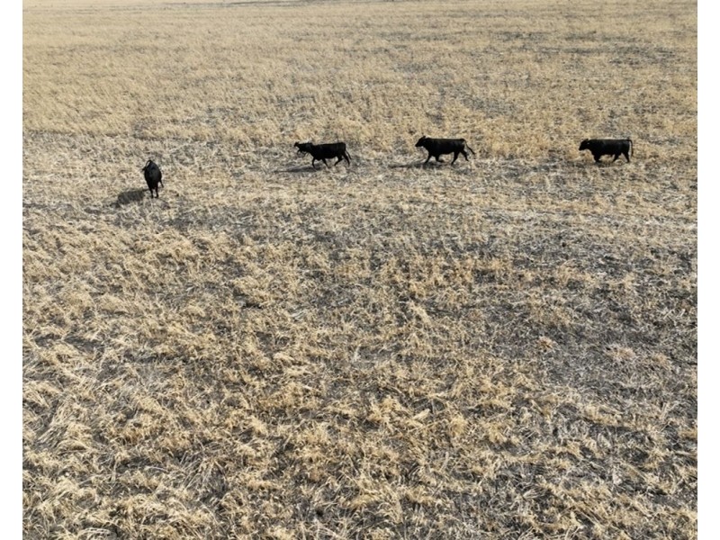 Troy, Moree NSW 2400