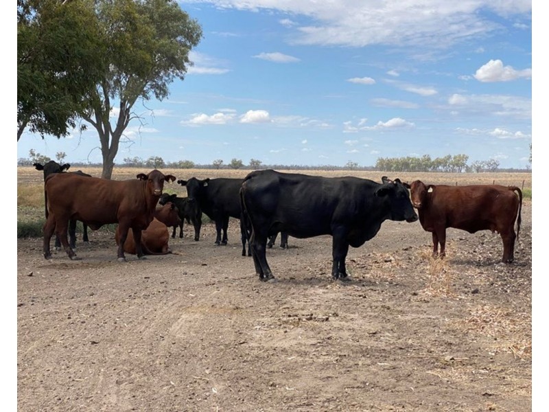 Troy, Moree NSW 2400