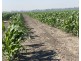 Guildford Aggregation, Boomi NSW 2405