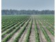 Guildford Aggregation, Boomi NSW 2405