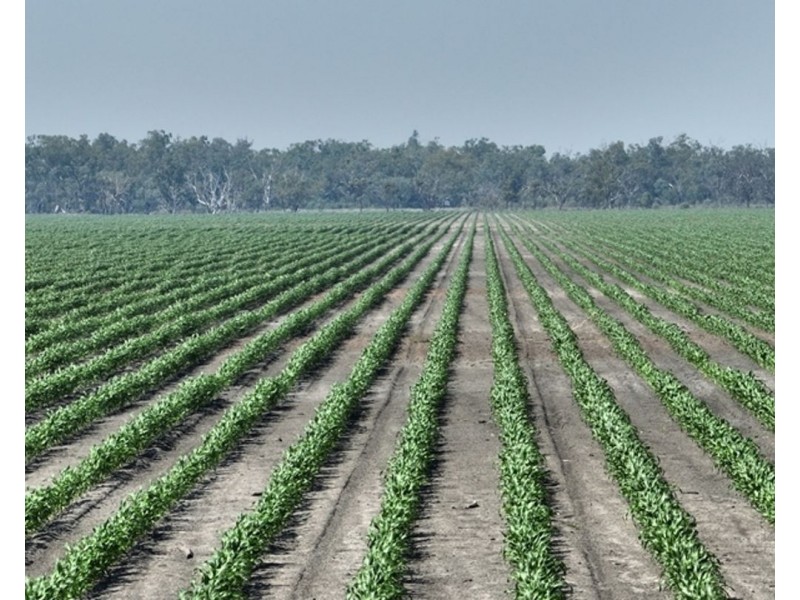 Guildford Aggregation, Boomi NSW 2405