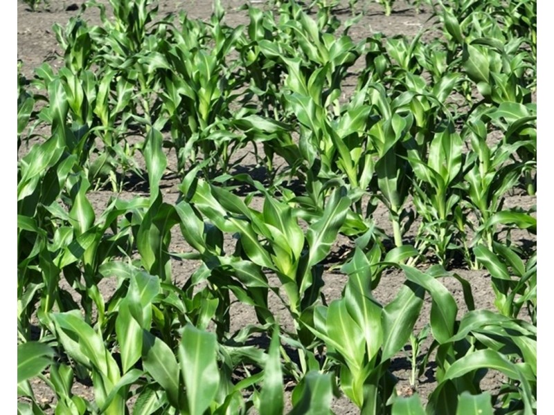 Guildford Aggregation, Boomi NSW 2405