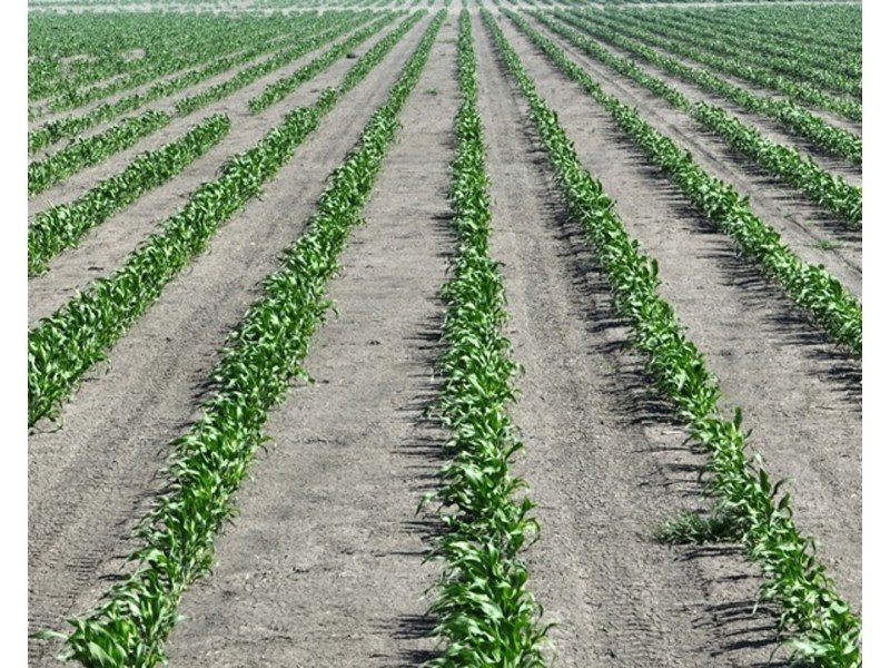 Guildford Aggregation, Boomi NSW 2405