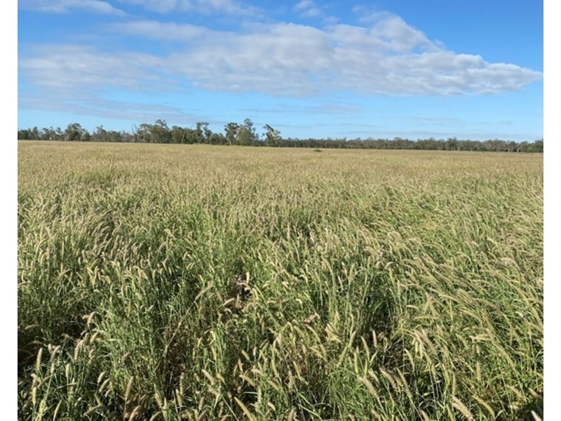 Guildford Aggregation, Boomi NSW 2405