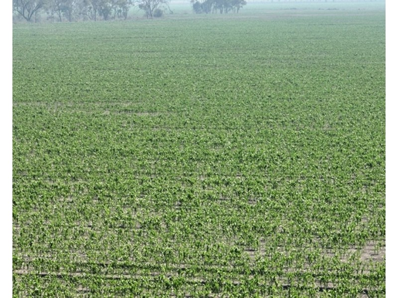 Guildford Aggregation, Boomi NSW 2405