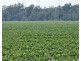 Guildford Aggregation, Boomi NSW 2405