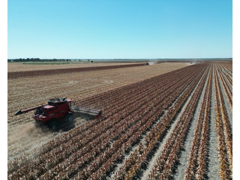 Muldoon, Moree NSW 2400