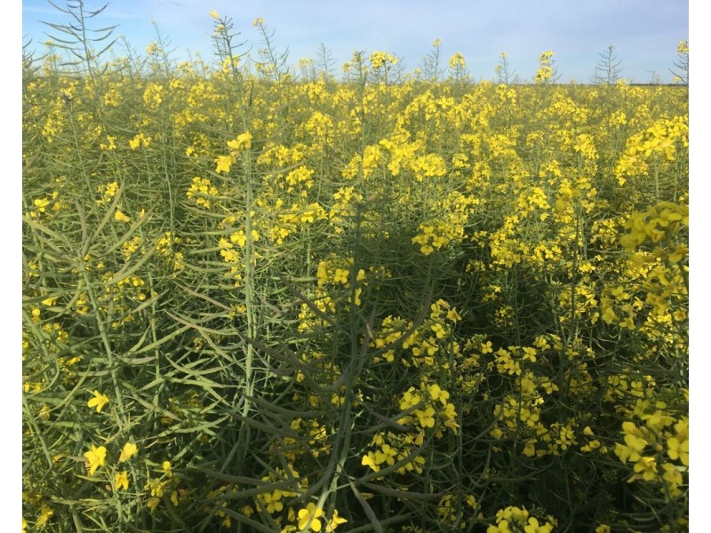 Muldoon, Moree NSW 2400