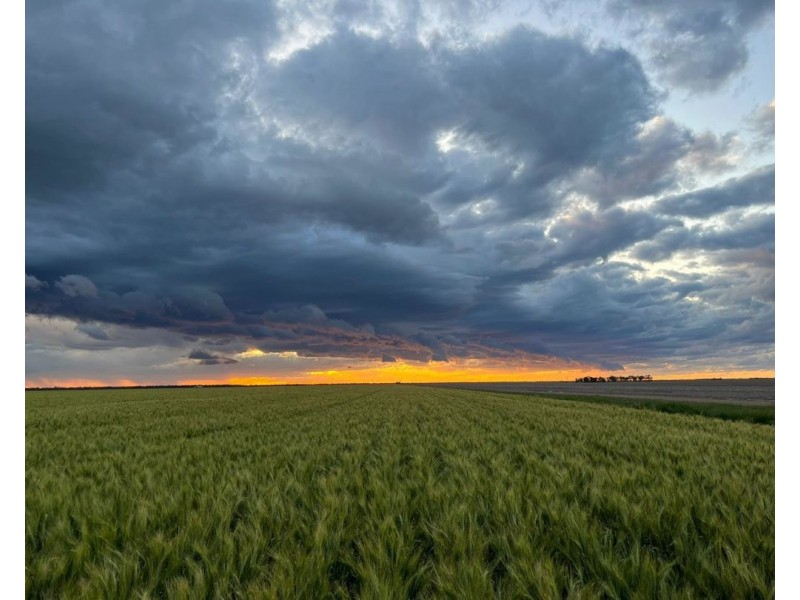 Muldoon, Moree NSW 2400