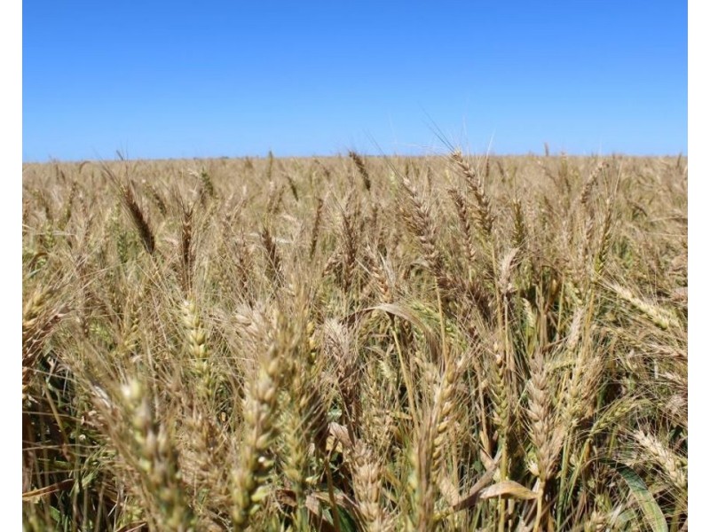 Muldoon, Moree NSW 2400