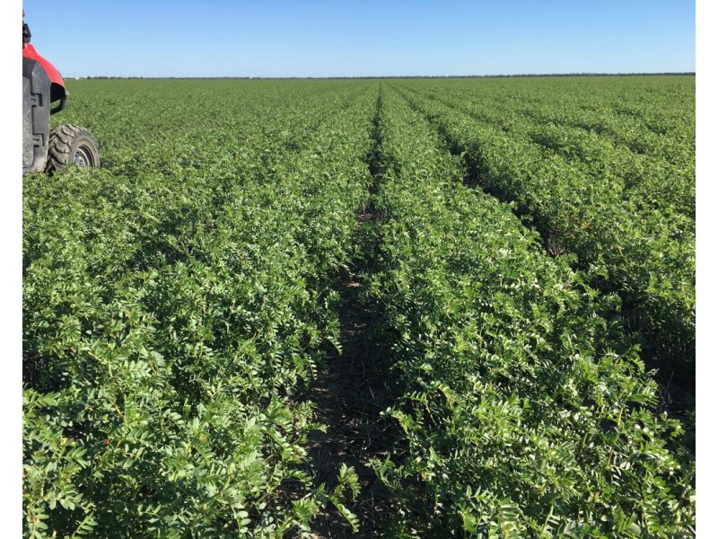 Muldoon, Moree NSW 2400