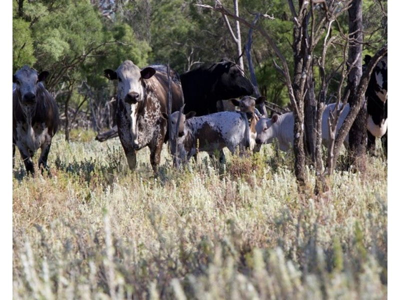 Springvale, Cumborah NSW 2832