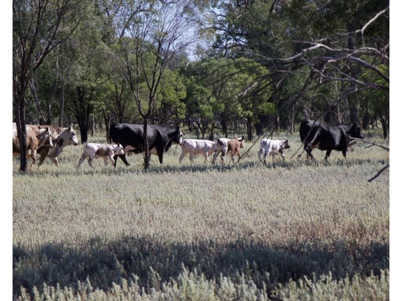 Springvale, Cumborah NSW 2832