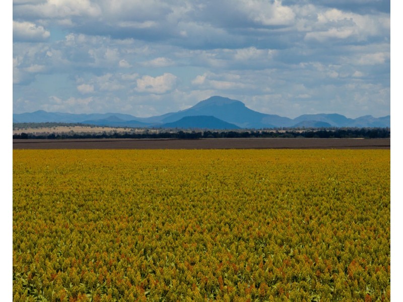 Mallanganee, Gurley NSW 2398