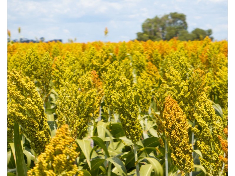 Mallanganee, Gurley NSW 2398