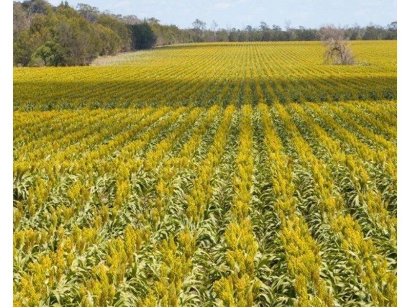 Mallanganee, Gurley NSW 2398