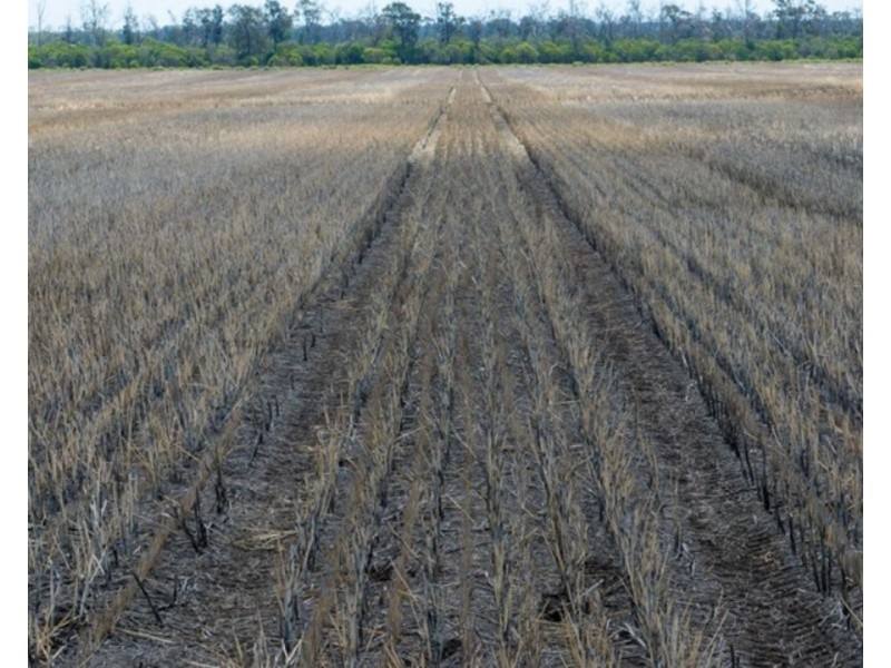 Mallanganee, Gurley NSW 2398