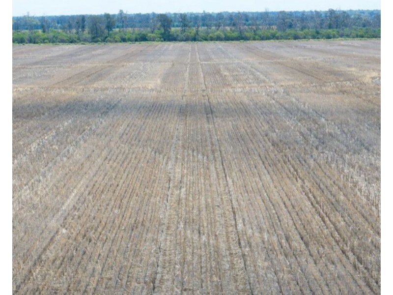 Mallanganee, Gurley NSW 2398